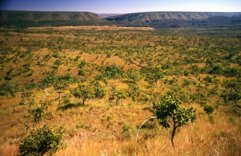 Seca no cerrado é a pior em sete séculos, aponta estudo