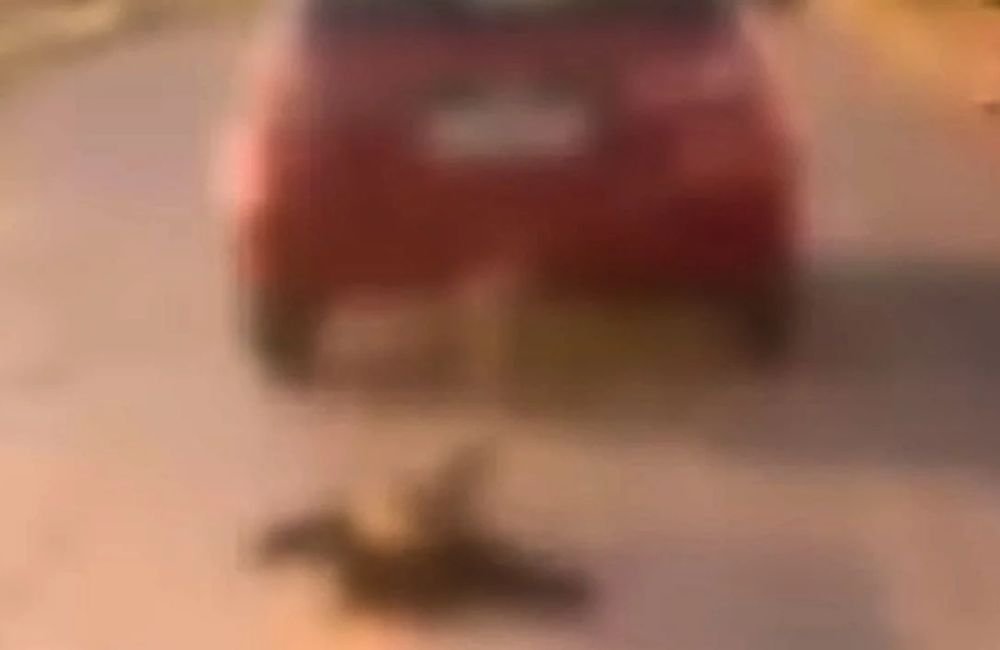 Vídeo mostra cachorro sendo arrastado por carro na Grande Goiânia