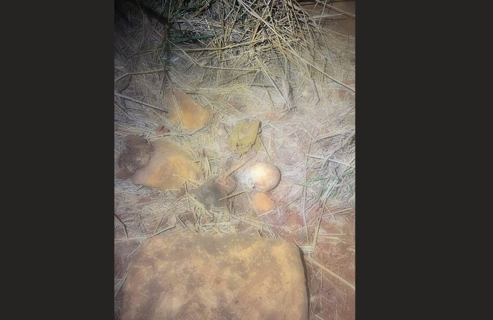 Idoso Encontra Ossada Humana no Jardim dos Ipês