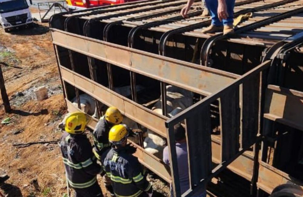 Luziânia 80 bois são resgatados após tombamento de caminhão na GO-010