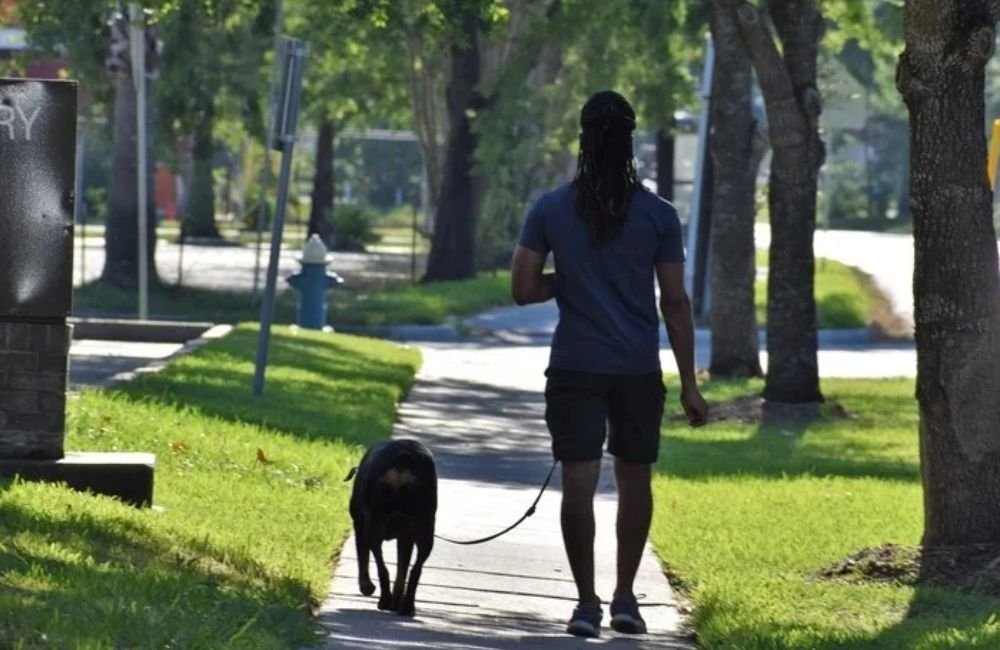Especialista diz quais cuidados é preciso ter com os pets durante período de queimadas