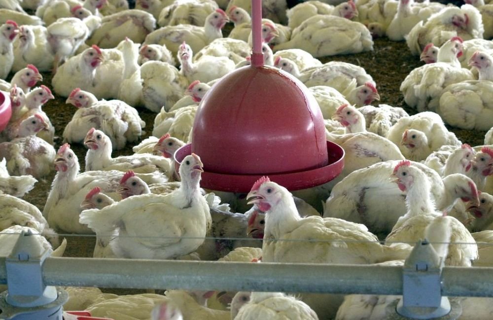 Valor de produção da pecuária tem recorde, com marca de R$ 122,5 bi