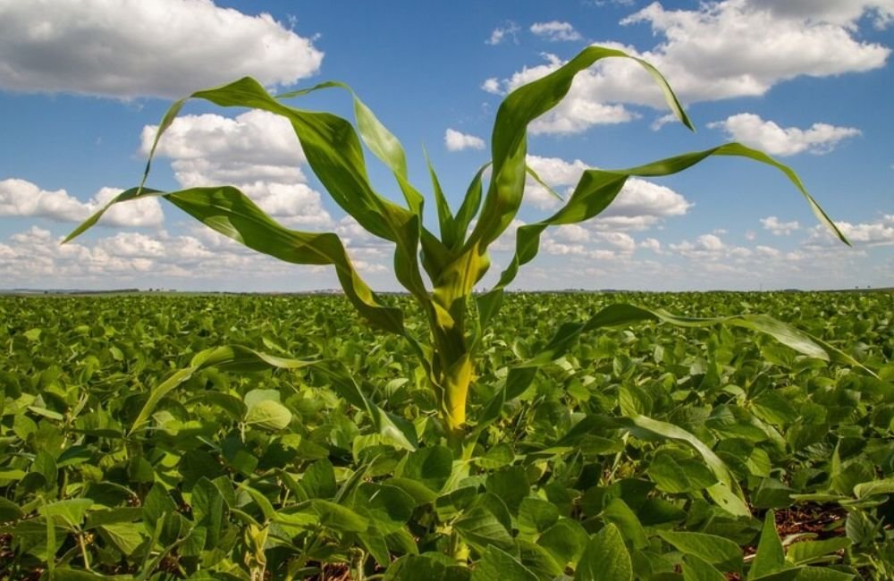 Agrodefesa alerta sobre importância da destruição do milho tiguera