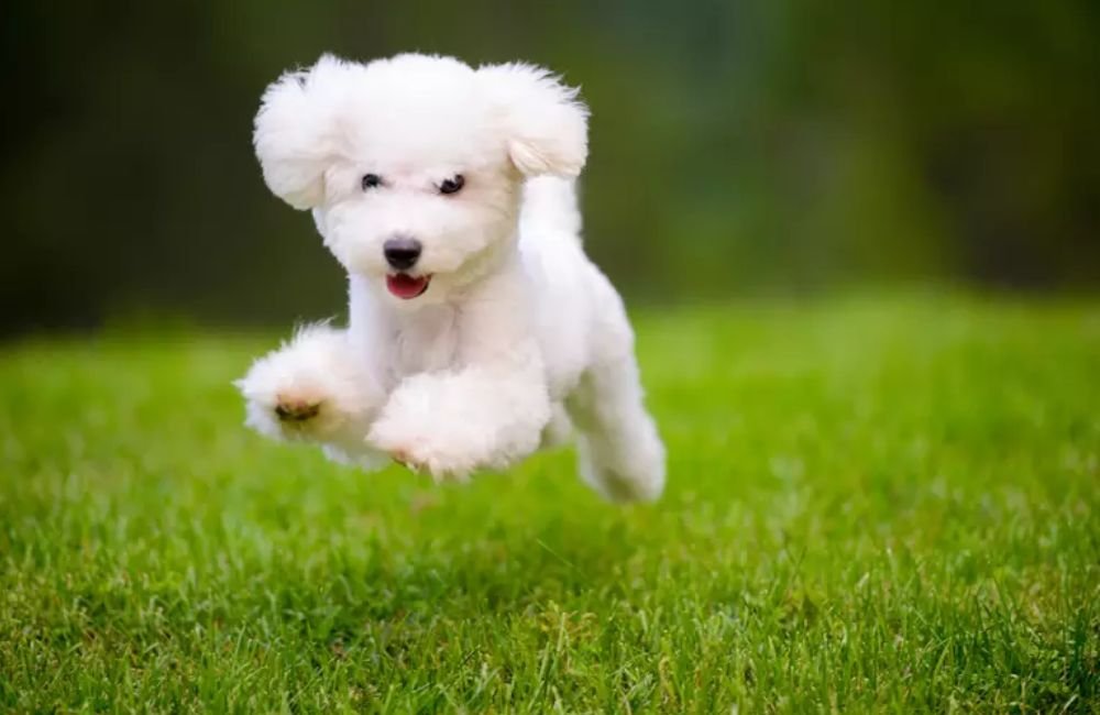 Estudo revela que cães estão passando por uma nova fase da evolução