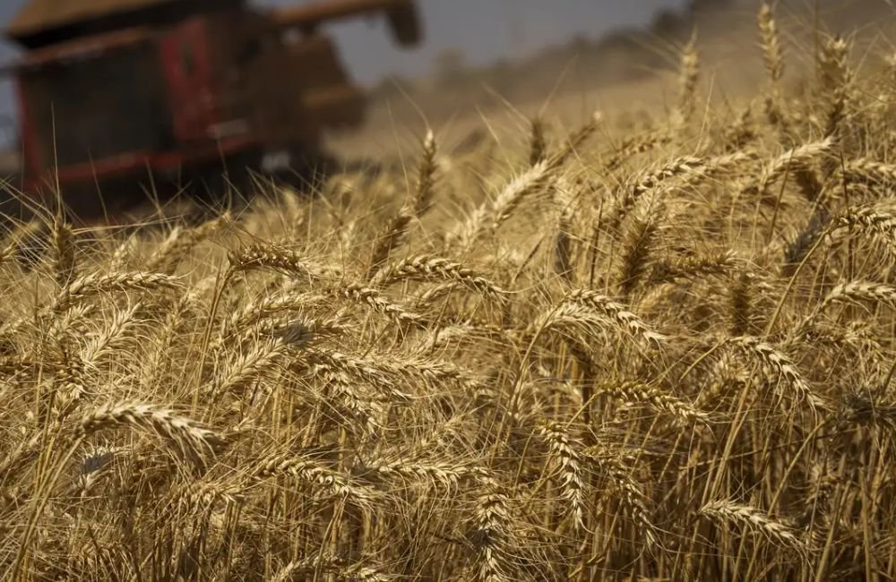 Produção de grãos terá crescimento recorde de 8,3%, prevê Conab