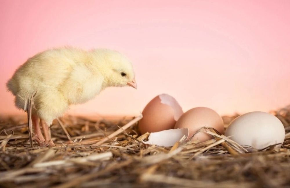 O que surgiu primeiro: o ovo ou a galinha? Ciência descobriu a resposta