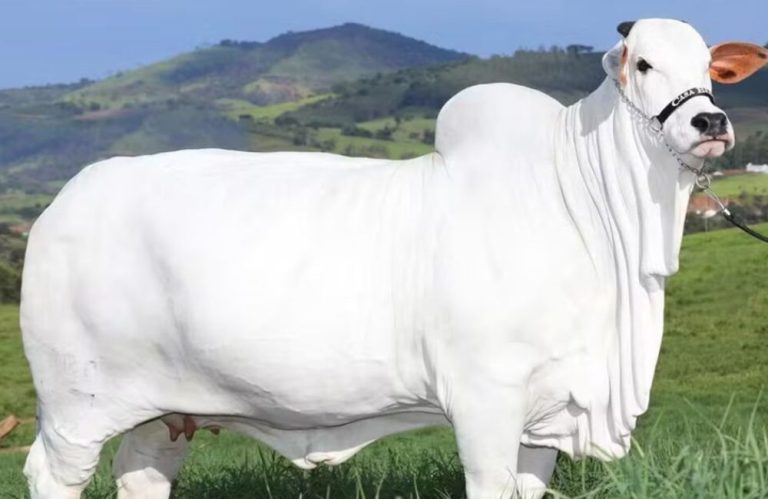 Vaca brasileira se torna a mais cara do mundo; Carina custa R$ 24 milhões