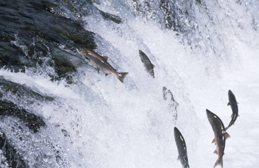Goiás inicia período de proibição da pesca até fevereiro
