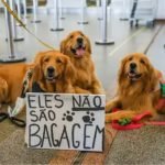 Férias chegam e trazem um dilema viajar ou não com os pets