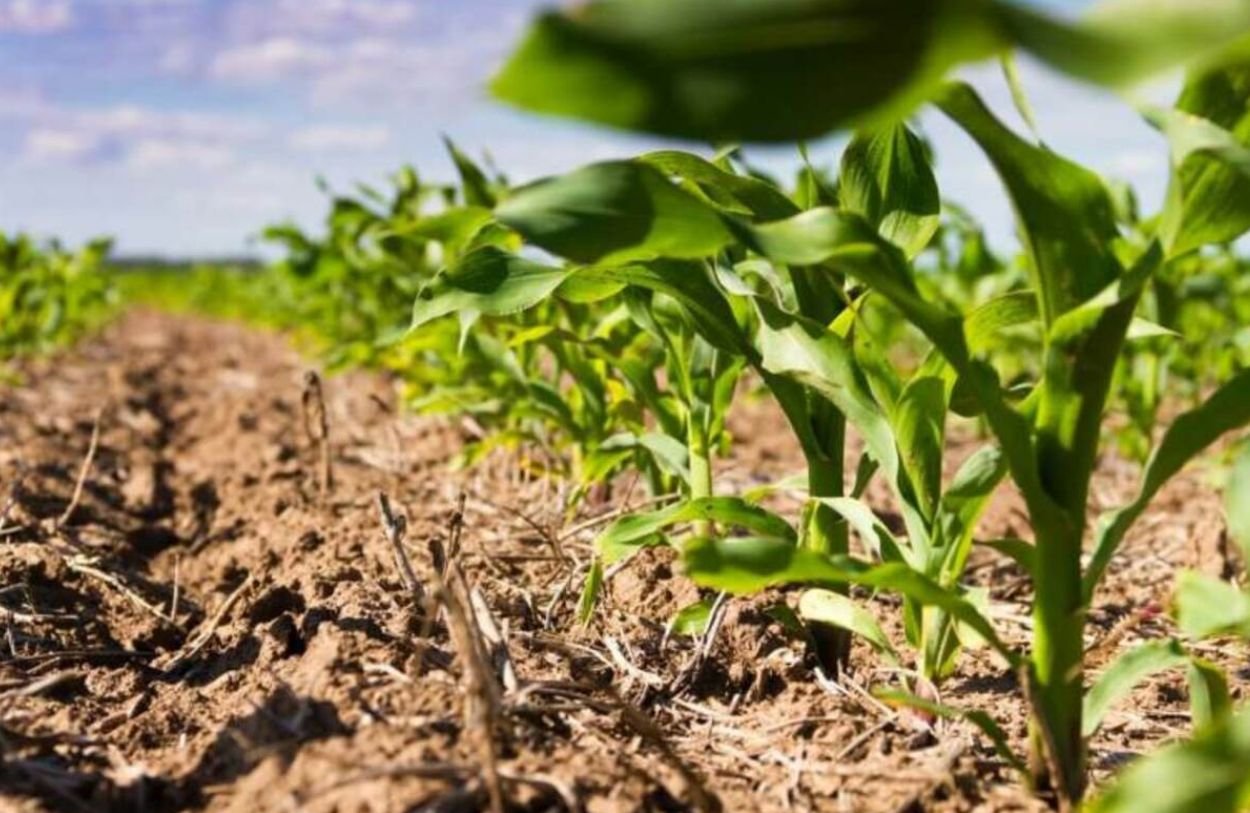 Justiça de Goiás permite que Banco do Brasil retenha recebíveis da AgroGalaxy