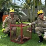 Bombeiros Capturam Gambá e Sete Filhotes em Residência