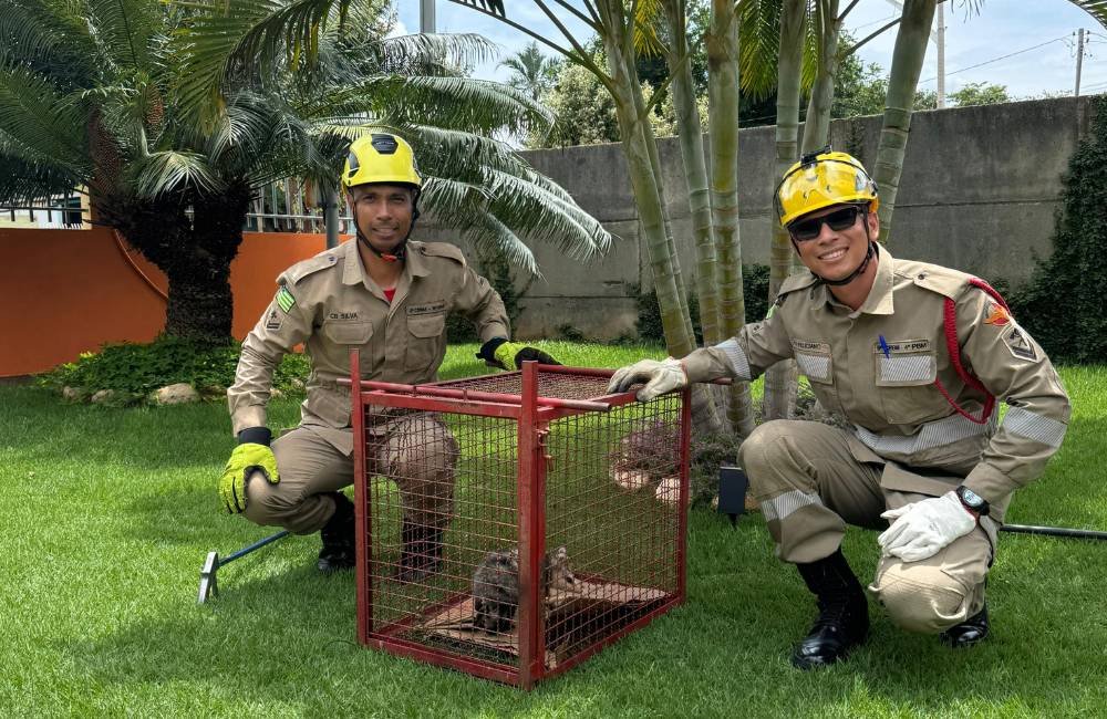 Bombeiros Capturam Gambá e Sete Filhotes em Residência