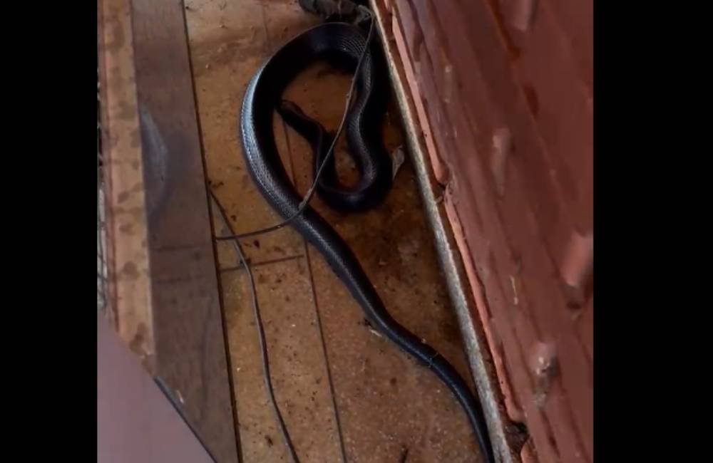 VÍDEO | Bombeiros Resgatam Cobra Muçurana em Escola de Cidade Ocidental