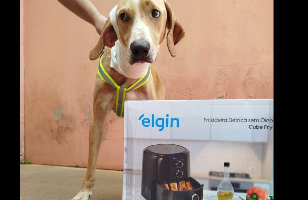 Cão Resgatado Precisa de Cirurgia para Completar Tratamento