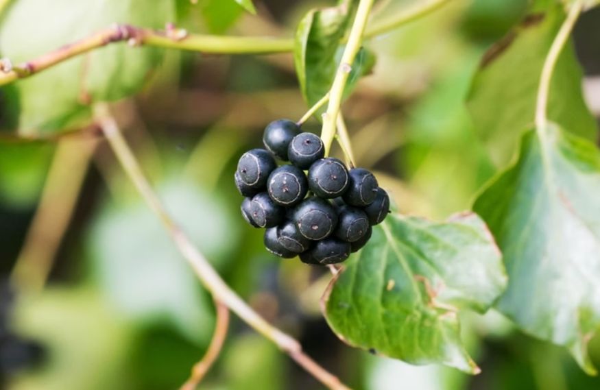 Fruta exótica regula o açúcar do sangue e reduz o colesterol; veja