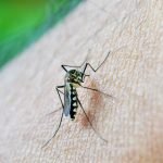 Infectologista alerta sobre riscos da dengue tipo 3 em Goiás