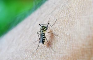 Infectologista alerta sobre riscos da dengue tipo 3 em Goiás