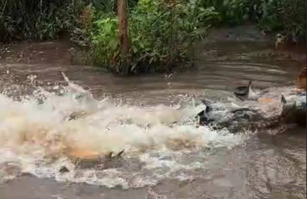 VÍDEO | Jataí Inicia 2025 com Soltura de Peixes no Lago Bonsucesso