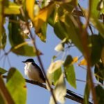 Programa que remunera donos de terra que preservam natureza abre inscrições, em Goiás