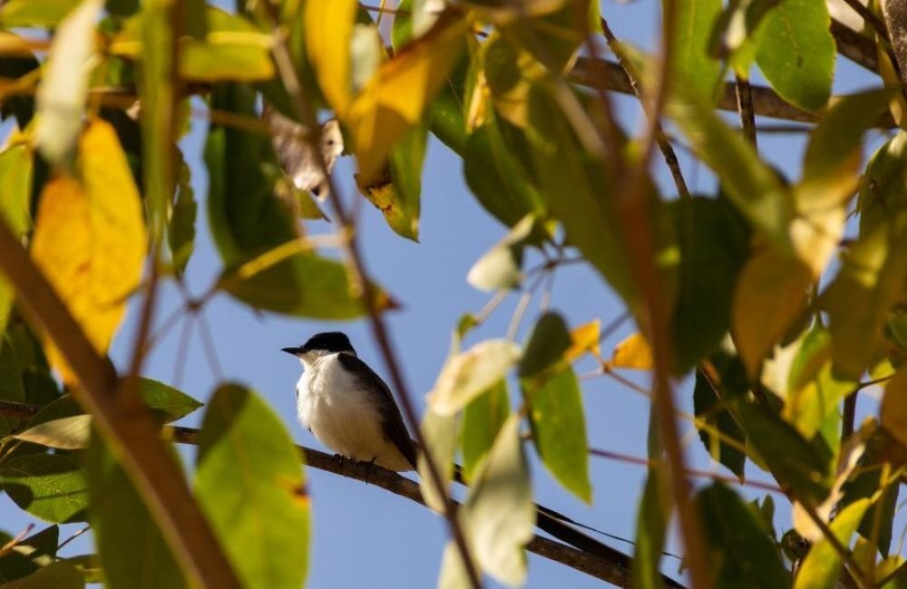 Programa que remunera donos de terra que preservam natureza abre inscrições, em Goiás