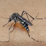 dengue morte mosquito