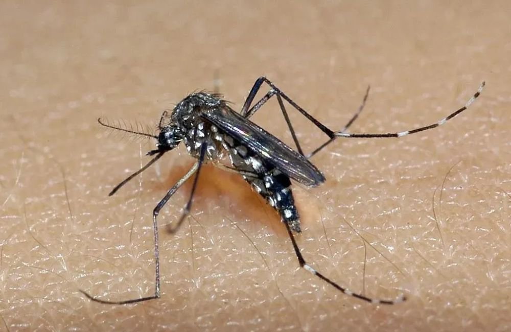 Goiás Registra Primeira Morte por Dengue em 2025 e Enfrenta Aumento de Casos