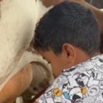 ‘Peão bruto’ menino de 4 anos encanta ao tirar leite de vaca em Goiás