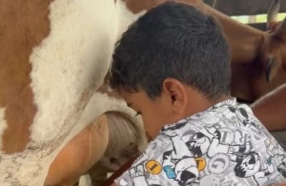 ‘Peão bruto’ menino de 4 anos encanta ao tirar leite de vaca em Goiás