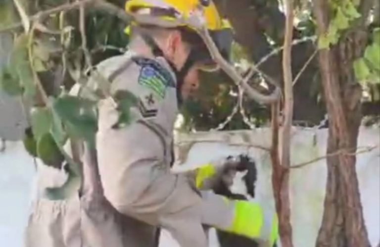 Bombeiros resgatam gato preso em concertina