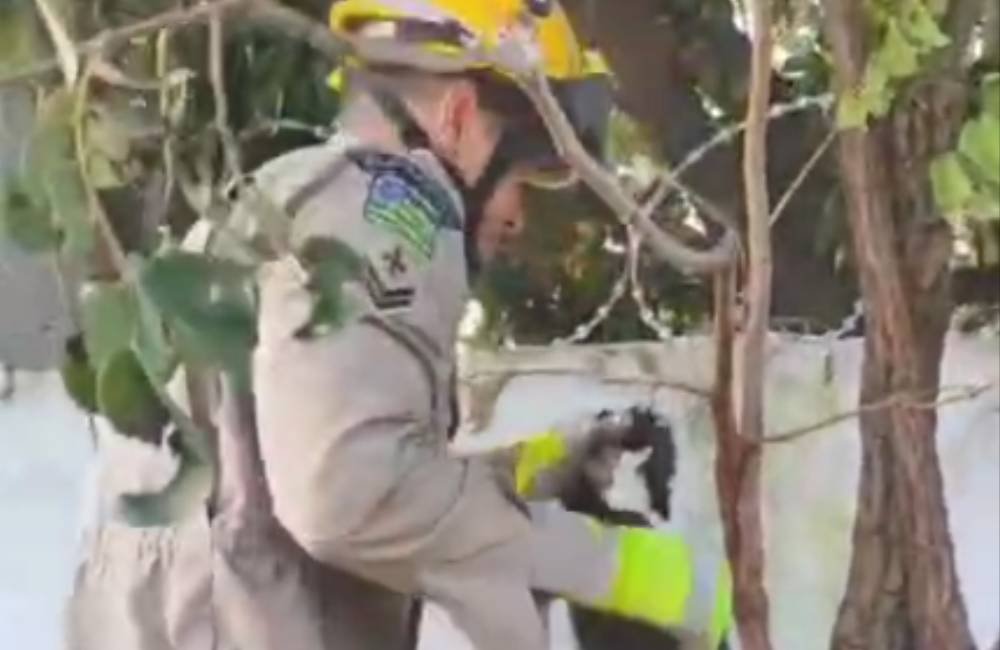 VÍDEO | Bombeiros resgatam gato preso em concertina