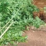 GCM descobre cultivo de maconha em Quirinópolis