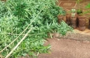 GCM descobre cultivo de maconha em Quirinópolis