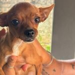 Procura-se Pinscher Perdida no Jardim Goiás II