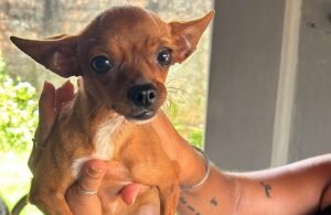 Procura-se Pinscher Perdida no Jardim Goiás II