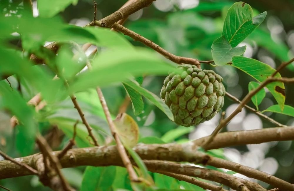 Fruta-pinha tem potencial para tratar dor persistente