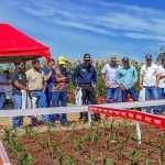 Galeria de fotos da edição do Dia de Campo da Plantar