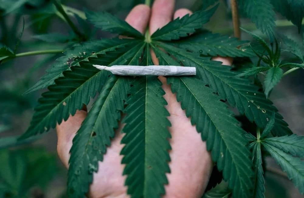 Homem registra BO após não receber maconha e diz que traficante agiu de má-fé em GO
