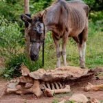 Responsável por abatedouro clandestino de cavalos em Anápolis se apresenta à polícia