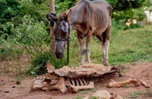 Responsável por abatedouro clandestino de cavalos em Anápolis se apresenta à polícia