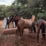 Suspeita é de que carne de cavalos estava sendo usada para fazer hambúrguer em Anápolis