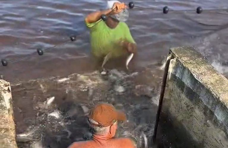 Prefeitura de Jataí realiza soltura de mais de 10 mil peixes no Lago Bonsucesso