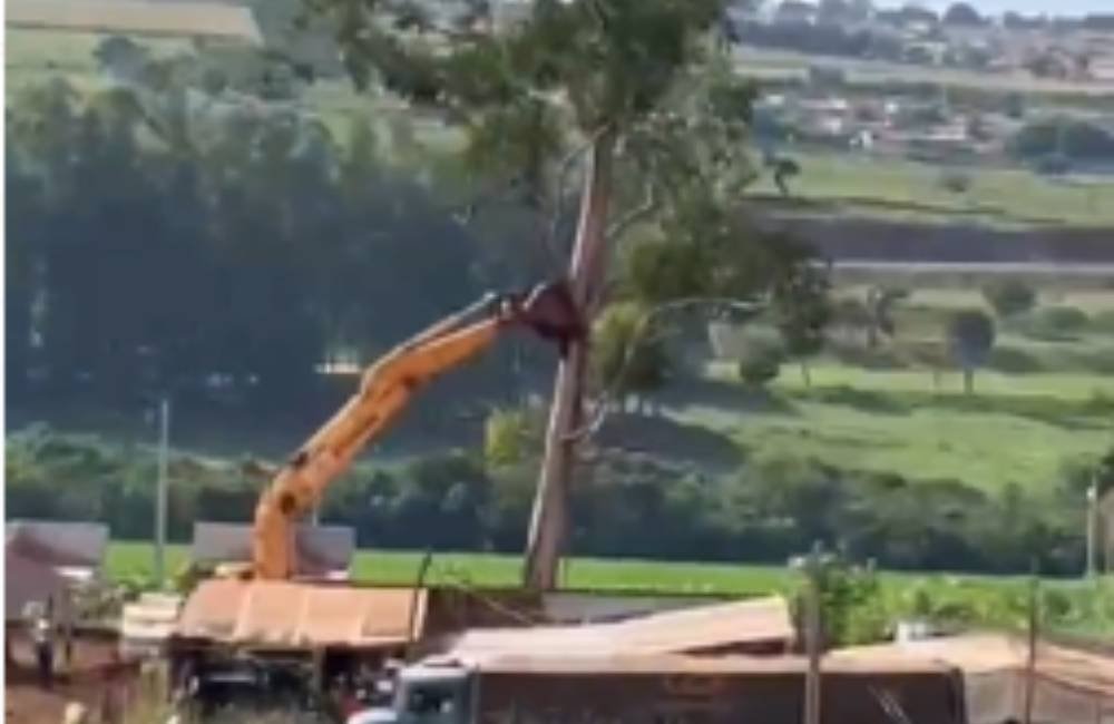 VÍDEO | Bombeiros realizam remoção de árvore condenada com risco iminente de queda