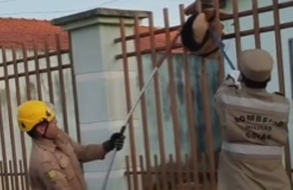 VÍDEO | Bombeiros resgatam tamanduá-mirim em portão de residência em Jataí-GO