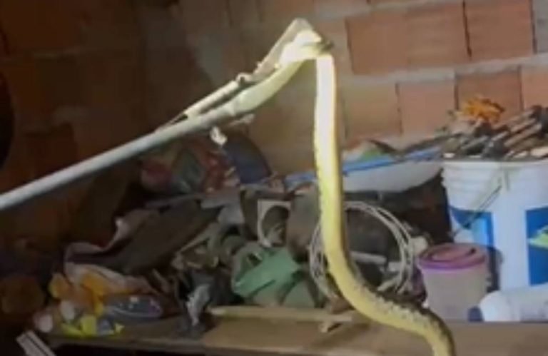 VÍDEO Cascavel é resgatada em residência no Jardim Europa, em Formosa