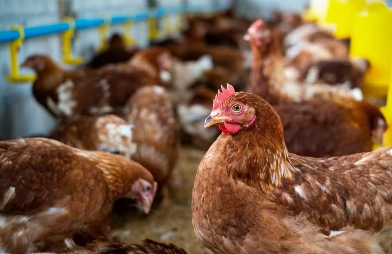 Brasil tem primeiro foco de gripe aviária em granja comercial de galinhas, diz ministério da agricultura