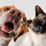 Empresa chinesa desenvolve ferramenta que vai traduzir em linguagem humana sons e gestos dos pets