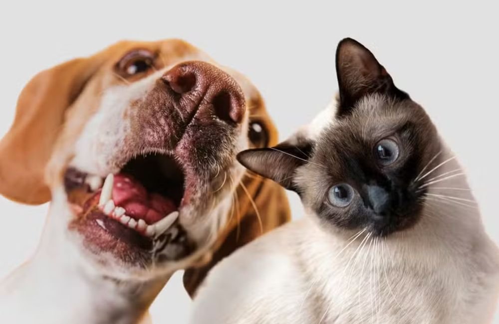 Empresa chinesa desenvolve ferramenta que vai traduzir em linguagem humana sons e gestos dos pets