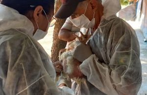Mesmo livre da gripe aviária, Goiás prepara decreto de emergência zoossanitária