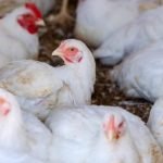 Ministro diz que preço da carne de frango deve se manter estável apesar da gripe aviária