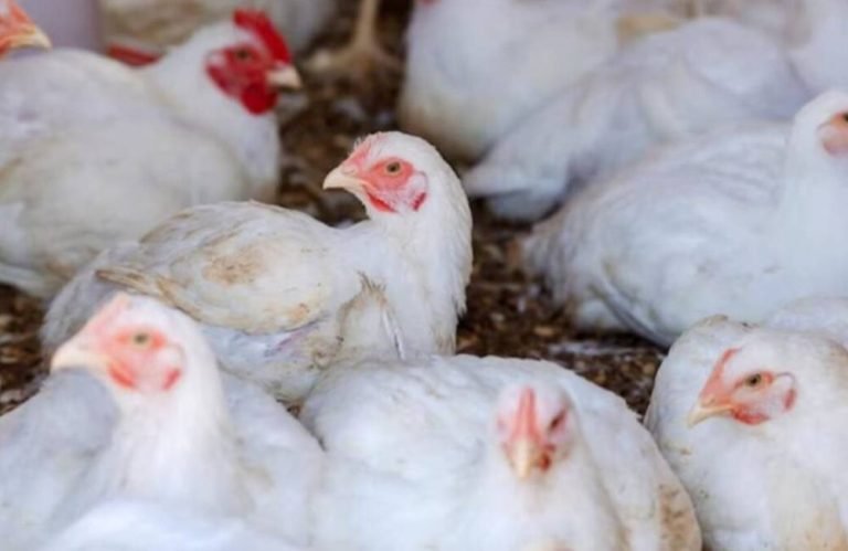 Ministro diz que preço da carne de frango deve se manter estável apesar da gripe aviária